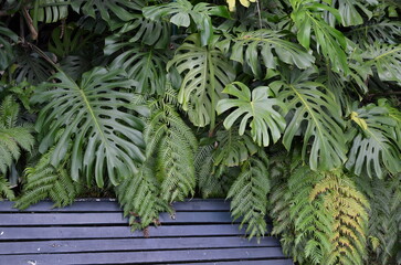 Monstera deliciosa liście nad ławką zielona ściana roślin © Ewa