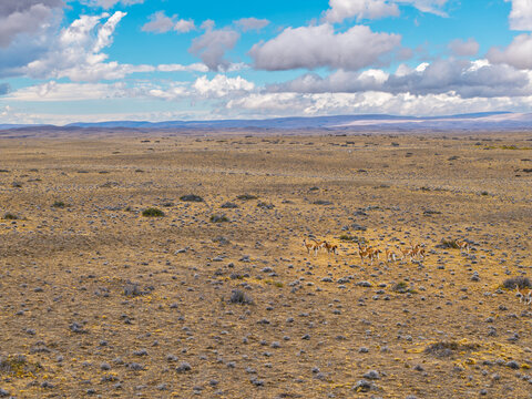 Aerial view of a herd of wild guanacos roaming the vast arid plains of the Patagonian steppe under a cloudy blue sky