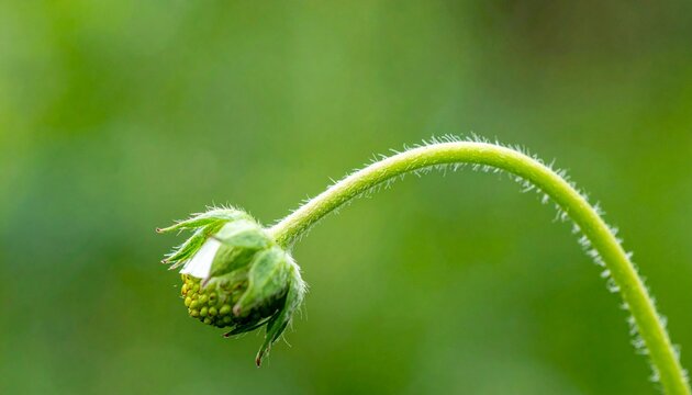 macro shot of wild strawberry runner budding in spring with dew drops on green foliage