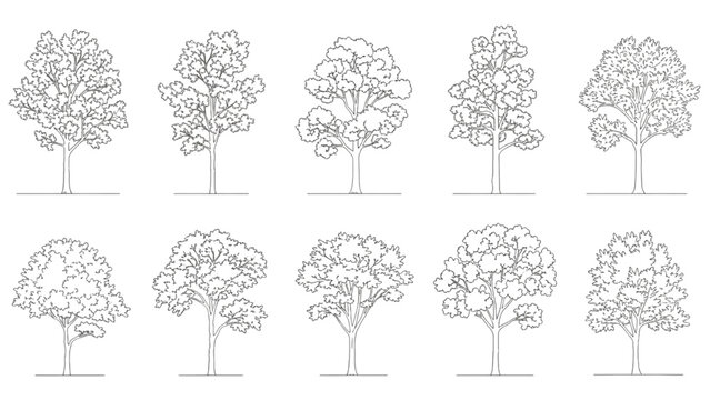 Set of Ten Detailed Line Drawings of Various Deciduous Trees