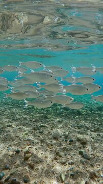 Close-up, school of Flagtail fish swimming over sandy-stoned seabed on shallow water, sparkling in bright sunlight. Striped Flagfish or Five-stripped Flagfish (Kuhlia mugil)