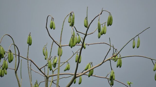 Close up of green silk cotton tree pods on bare branches.  Ceiba pentandra fruit hanging from tree against gray sky. Green seed pods of Kapok tree on branch in nature.