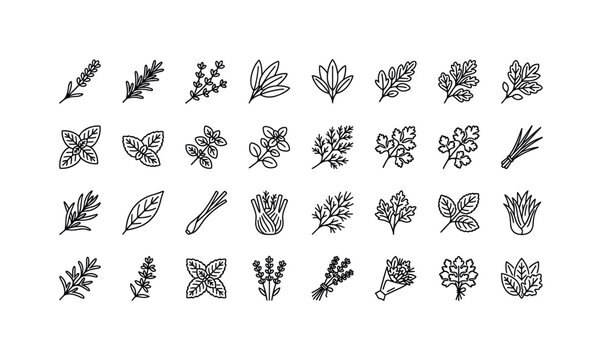 Lavender and aromatic herbs with lavender sprigs, rosemary branches, thyme leaves, sage stems and fresh garden herbs clean