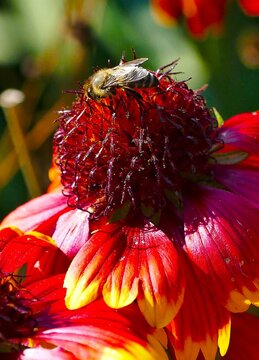 Bee collecting pollen in big red flower with open petal in the garden close macro details, bee and flower background 