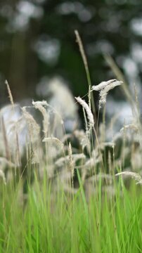 Group of White Feathery Cogon Grass Plumes Swaying in a Lush Green Meadow. Natural Field of Imperata Cylindrica Wild Grass with Fluffy White Seed Heads. Wild Grass Flowers in Tropical Environment.