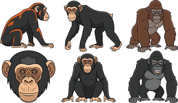 Chimpanzee and Gorilla Vector Set with Realistic Primate Animals in Different Poses for Wildlife Jungle Illustration and Animal Character Design