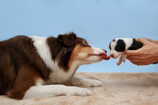 Playful Aussie dog licks tiny white newborn puppy in hands. A moment of gentle introduction, new life, wonder, curiosity and pet care. Purebred, adorable, sweet, pure joy, love, interaction