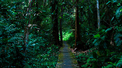 Obraz premium Tanjung Puting National Park Tropical Rainforest and River Landscape in Borneo
