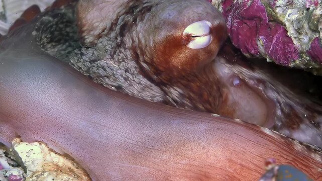 An elusive octopus showcases its masterful camouflage amidst the colorful rocks of the Sea of Japan. Its intelligent eye watches the watery world, a secret dweller of the deep marine realm.