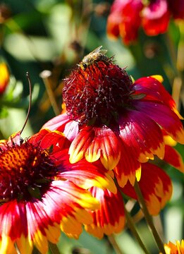 Bee collecting pollen on big red flower with open petals close macro details. Insect and flower background