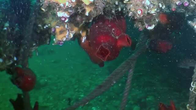 A captivating dive into the Sea of Japan reveals a hidden realm. Scarlet sea squirts and golden encrustations adorn structures, creating a vivid underwater garden.