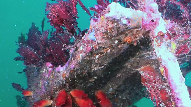 Crimson reef fish explore a dazzling coral formation deep within the Sea of Japan.