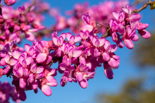 Beautiful Pink Judas Tree (Cercis siliquastrum) Flowers Blooming Against Blue Sky