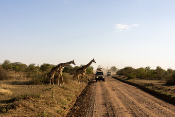 Two Masai giraffes crossing a dirt track followed by safari vehicles in Serengeti National Park Tanzania © Joao Vieira