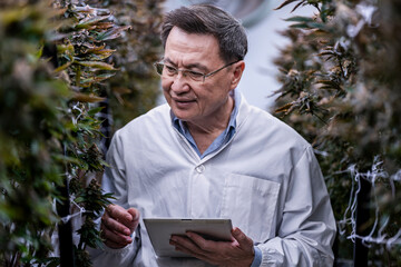Fototapeta premium A researcher inspects cannabis plants in a high tech indoor facility, using digital technology for data analysis. Advancements in medical cannabis are shaping the future of sustainable cultivation.