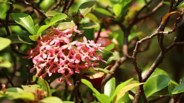  Pink Ixora flower