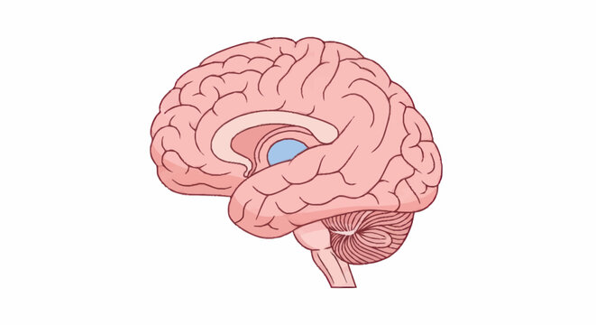 Detailed illustration of the human brain anatomy.