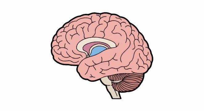 Human Brain Anatomy Detailed Medical Illustration.