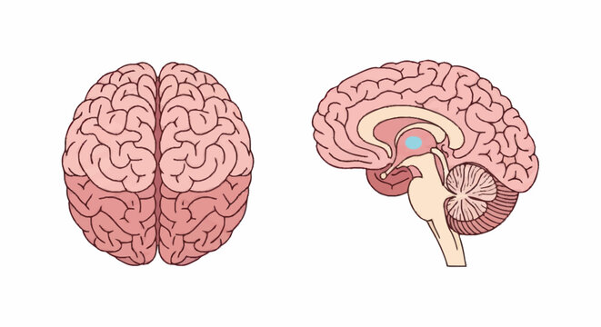 Anatomical illustration of the human brain from top and side views.