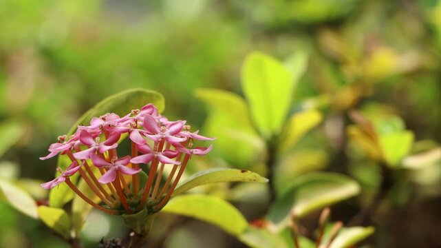  Pink Ixora flower