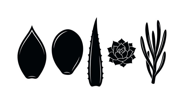 Succulent leaf shapes including round thick leaves, pointed succulent leaves, spiky aloe leaves, layered rosette leaves, elongated