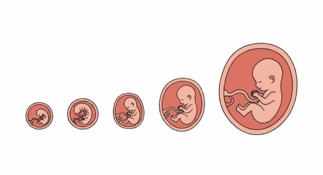 Stages of human fetal development and growth illustration.