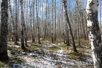 Fotobehang Berkenbos Beautiful birch forest landscape in early spring with melting snow  © Svetlana Khor