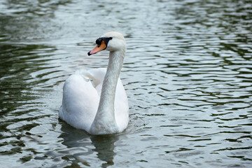Obraz premium beautiful portrait of white swan (Mute Swan) swimming in water, natural abstract background. Swan bird symbol of purity, fidelity love. care of waterfowl birds, save wildlife concept