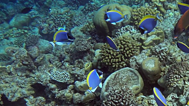 Watch as colorful palette surgeonfish gracefully navigate vibrant coral reefs, their elegance highlighted in slow motion. This enchanting underwater world is alive with color and movement.