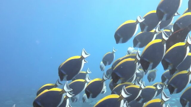Explore dazzling school of palette surgeonfish gracefully swimming amidst colorful coral reefs. This mesmerizing underwater journey captures their beauty as they navigate in perfect harmony