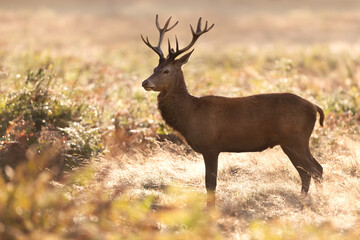 Fototapeta premium Young red deer stag standing in the grass at sunrise in autumn