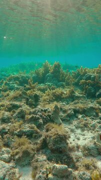 Colourful tropical fish swim over flat-top of shallow coral reef overgrown with Sargassum brown seaweed, in bright sunshine. Underwater landscape of coral reef with Sargassum algae