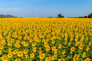 Fototapeta premium Endless Sunflower Field Under Blue Sky. Summer Countryside Landscape