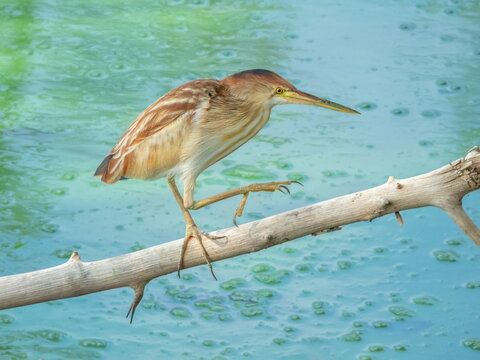 Yellow bittern bird, Botaurus sinensis, walking on a branch, Phuket, Thailand