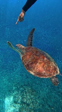 Underwater view of a green sea turtle gliding past a massive sardine run above a coral reef in Moalboal, Cebu, Philippines.