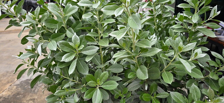 Silver-Leafed Buttonwood (Conocarpus erectus var. sericeus E.Forst. ex DC) leaves are covered in fine, downy hairs, soft and uniquely beautiful appearance resembling olive leaves and forms dense shrub