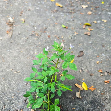 Cleome rutidosperma grows in cracks in concrete floors. This spider weed or consumption weed has compound leaves with three leaflets, produces long, slender green pods, and has pale purple flowers.
