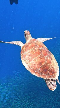 Underwater view of a green sea turtle swimming past a massive school of sardines during the sardine run in Moalboal, Cebu, Philippines.