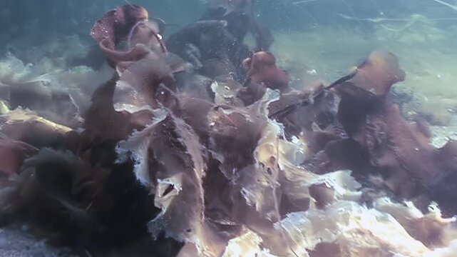 Journey to the depths of the White Sea and observe kelp forests thriving in a cold, marine environment. Discover the unique underwater plants that populate the seabed.