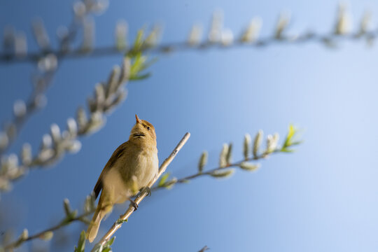 Willow warbler perched singing