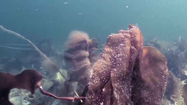 An underwater exploration of the White Sea during daytime. Observe swaying brown seaweed, sandy seabed, and clear seawater. Experience the unique ecosystem found at this location.