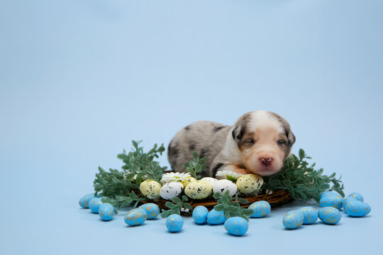 Cute puppy sleeps in Easter basket with eggs and greenery. Symbolizes spring, new life, Easter celebration, innocence, and adorable pets. Newborn, Easter holiday, baby animal, joy, festive, spring