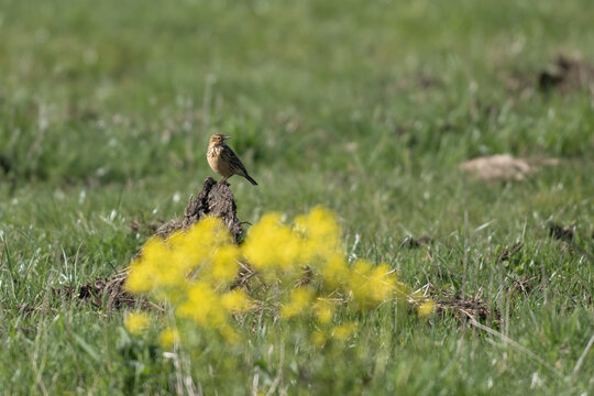 Meadow pipit perched 