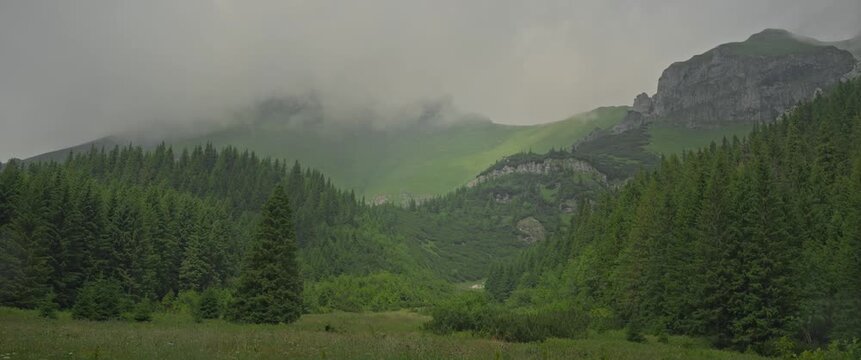 Mountain landscape with dense pine forest and low clouds over peaks
