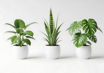 Fototapeta premium Three green potted indoor plants in white ceramic pots, home decor concept.