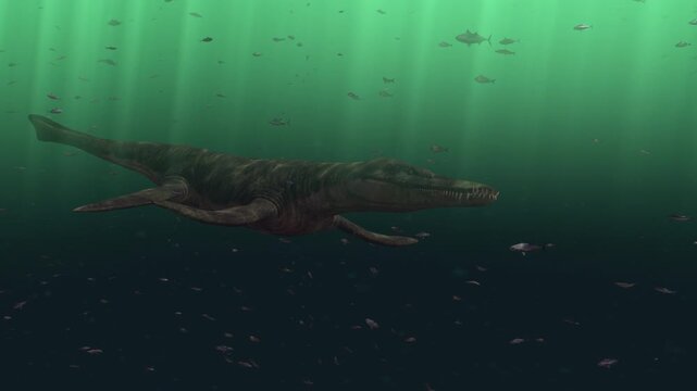 4k 11 sec 3d animation of a Kronosaurus swimming among a school of fish in a prehistoric ocean. Realistic depiction of marine reptiles swimming through a school of fish in ancient waters