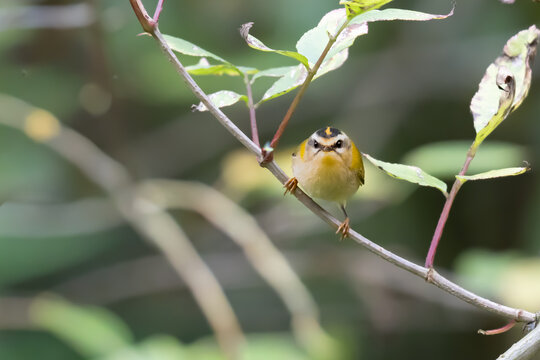 Firecrest perched looking angry