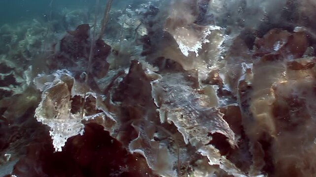 Sunlight filters down into depths, illuminating kelp forest. Watch as seaweed sways gently in current, creating beautiful and natural underwater environment at bottom of ocean.