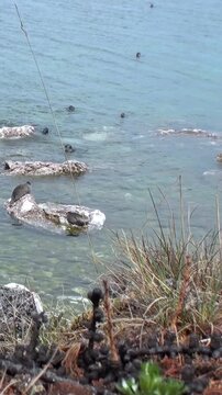 A Baikal seal rests on a rock in the shallow waters of Lake Baikal. The sun shines on the water and shoreline. Grass and other small plants grow by the water's edge near the seal.