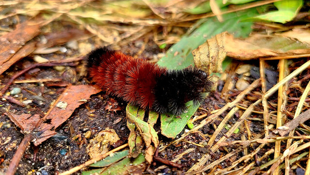 Wooly Bear Caterpillar